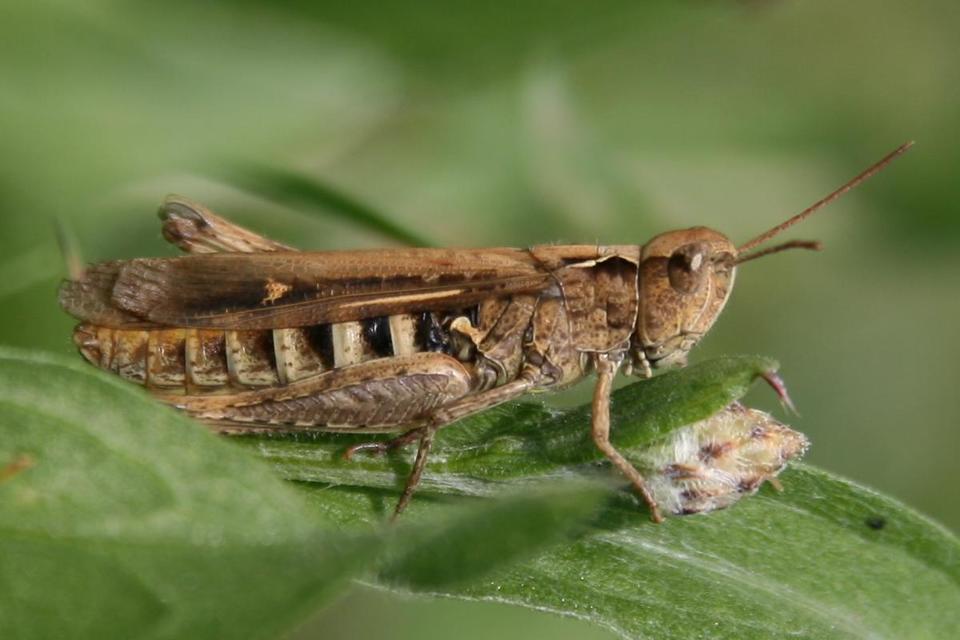 Chorthippus (Glyptobothrus) (subgenus)