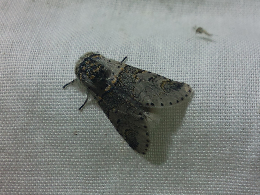 Furcula furcula - szürke púposszövő