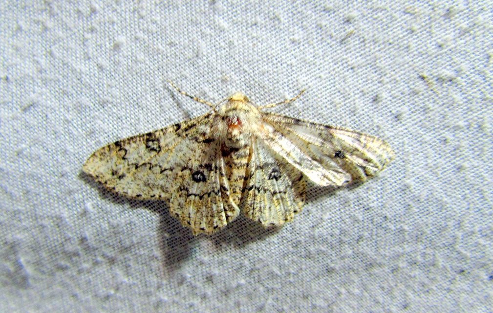 Ascotis selenaria - holdas faaraszoló