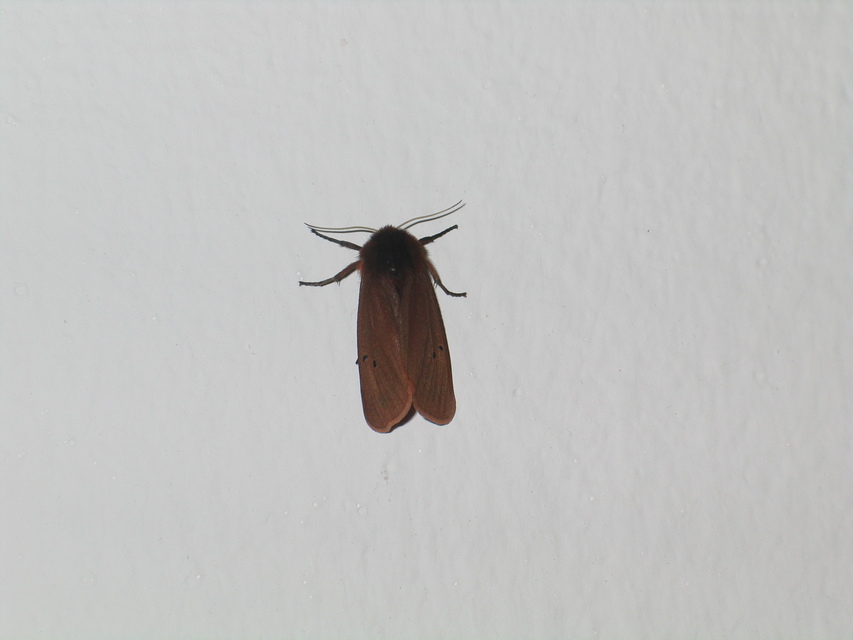 Phragmatobia fuliginosa - füstös medvelepke