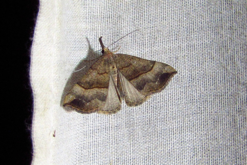 Hypena proboscidalis - ormányos karcsúbagoly