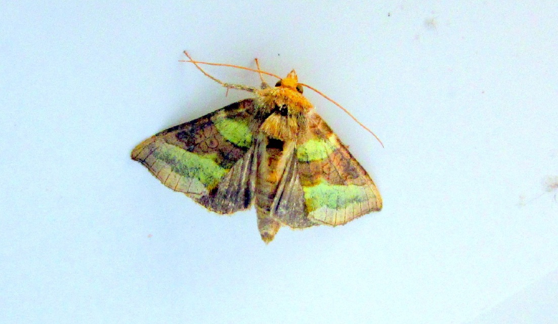 Diachrysia chrysitis - aranybagoly