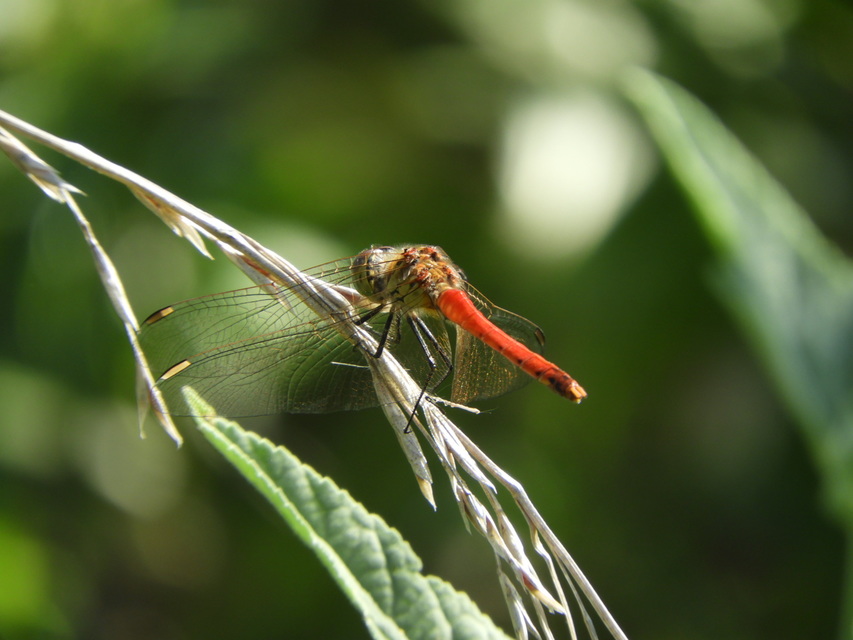 Sympetrum depressiusculum - ékfoltos katona-szitakötő