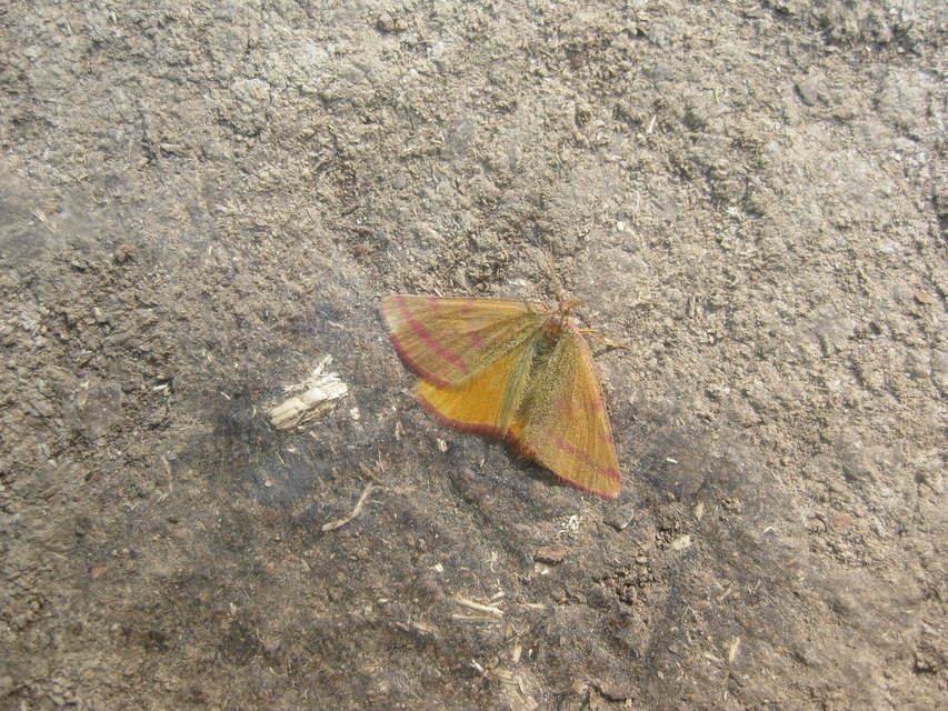 Lythria purpuraria - bíborsávos araszoló