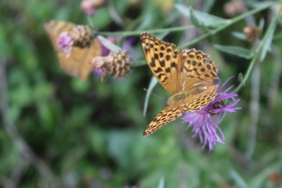 Argynnis paphia - nagy gyöngyházlepke