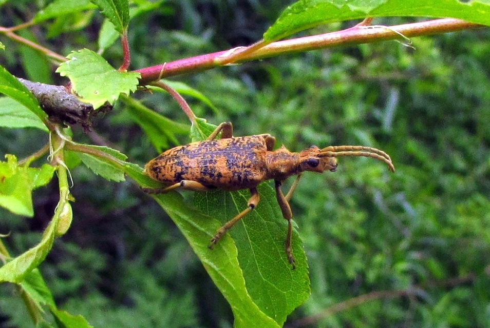 Rhagium sycophanta - tölgyes-tövisescincér
