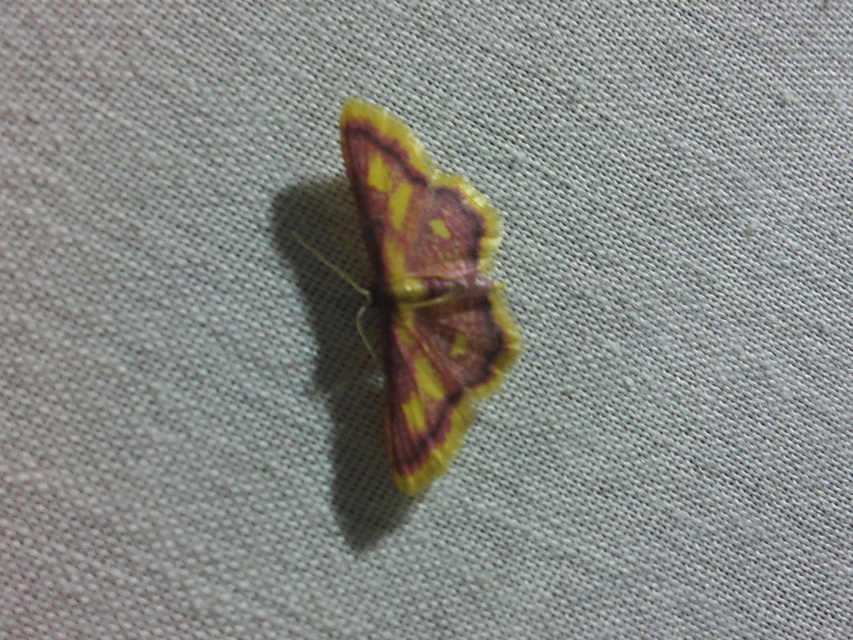 Idaea muricata - mocsári pirosaraszoló