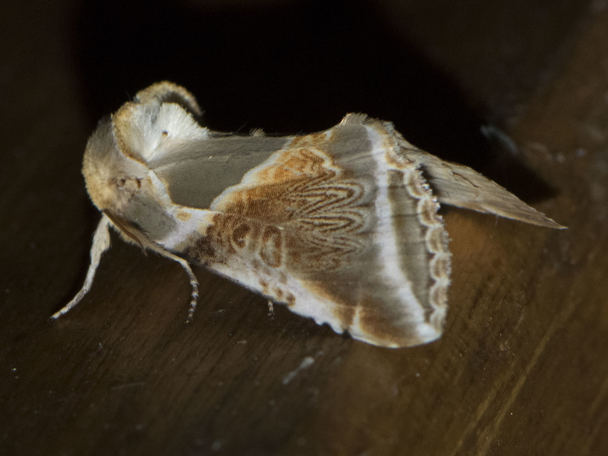 Habrosyne pyritoides - fehérsávos pihésszövő