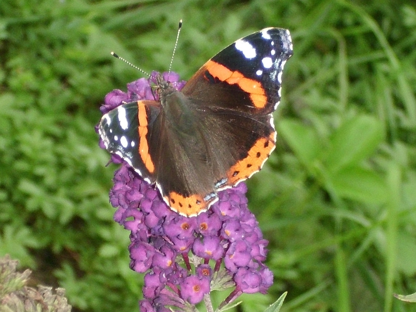 Vanessa atalanta - atalantalepke