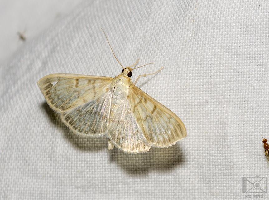 Patania ruralis - csalánevő tűzmoly