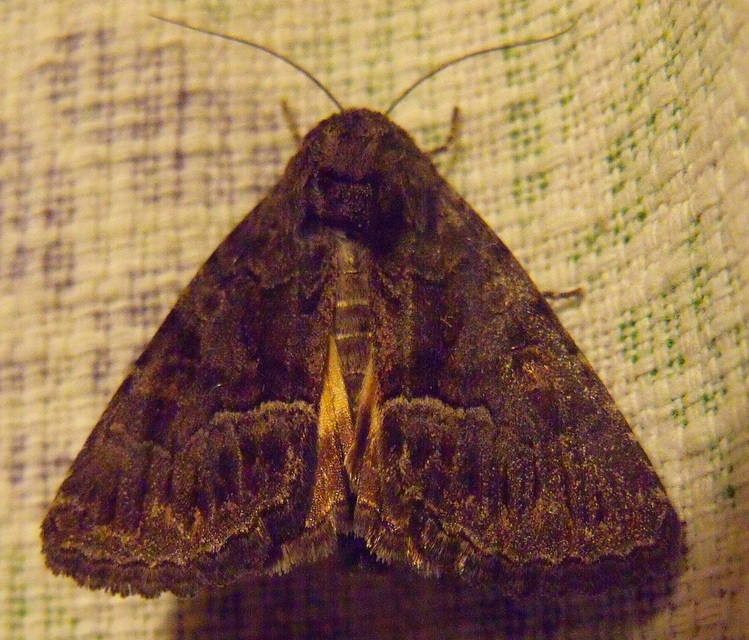 Thalpophila matura - fakó erdeibagoly