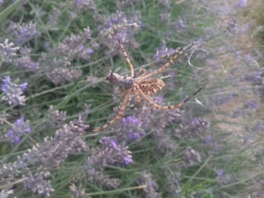 Argiope lobata - karéjos keresztespók