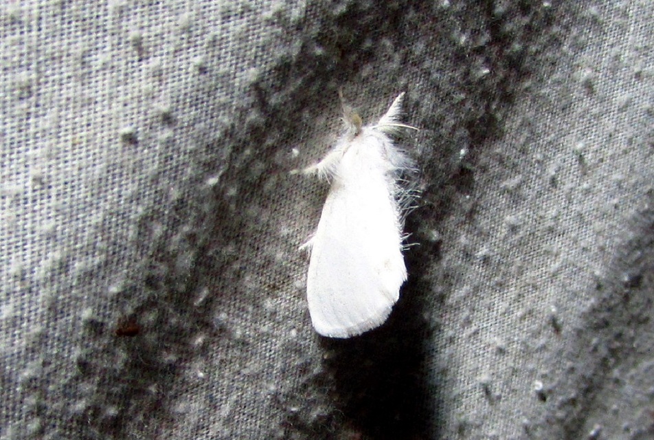 Sphrageidus similis - sárgafarú szövő