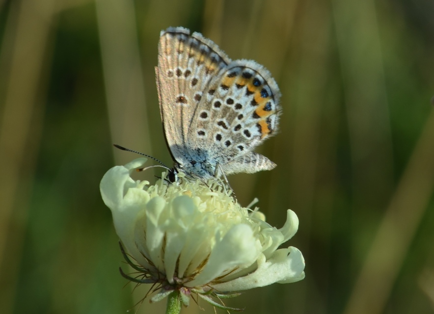 Plebejus argus - ezüstös boglárka