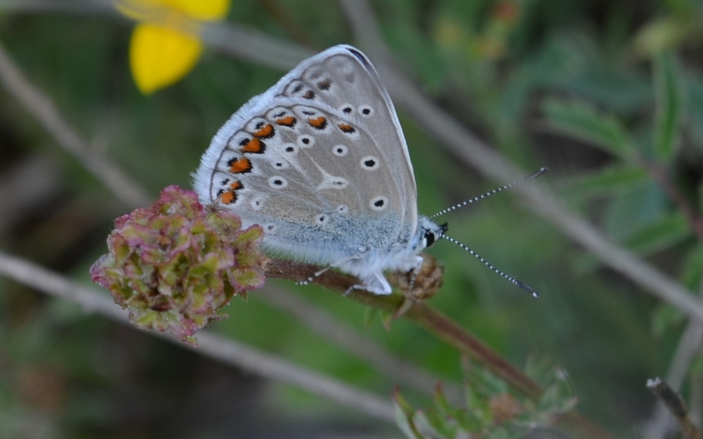 Polyommatus icarus - közönséges boglárka