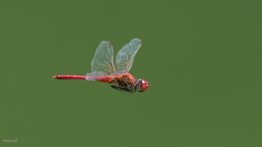 Sympetrum fonscolombii - vándor katona-szitakötő