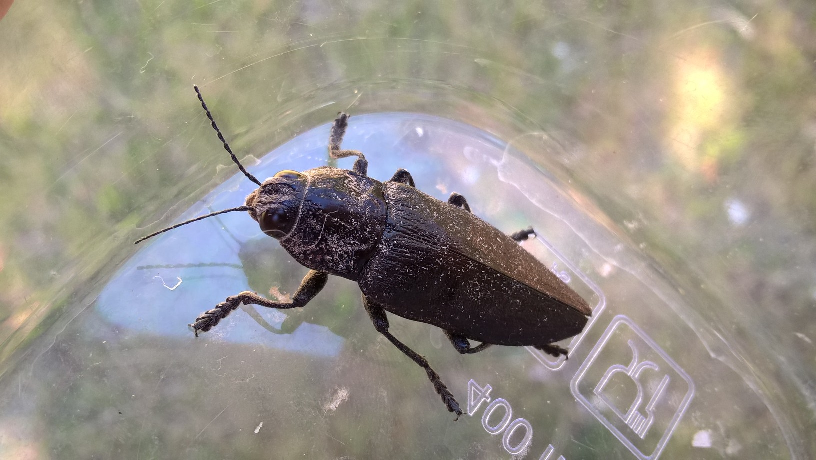 Chalcophora detrita