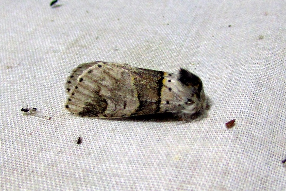 Furcula bifida - kis púposszövő