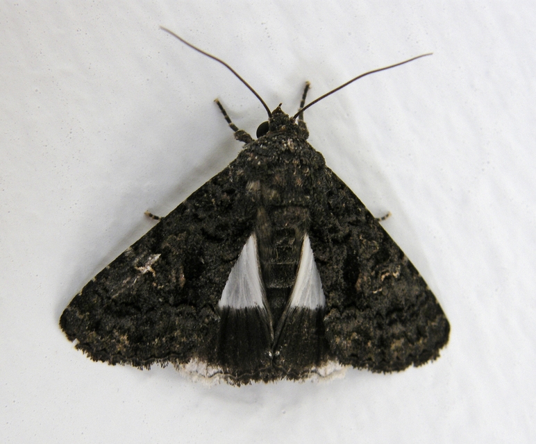 Anophia leucomelas - déli folyófűbagoly