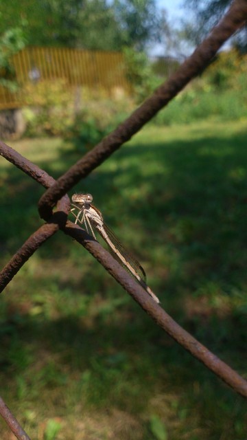 Sympecma fusca - téli rablószitakötő