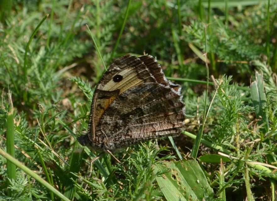 Hipparchia semele - barna szemeslepke