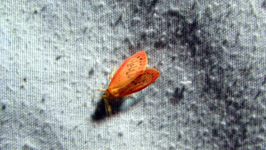 Miltochrista miniata - piros medvelepke