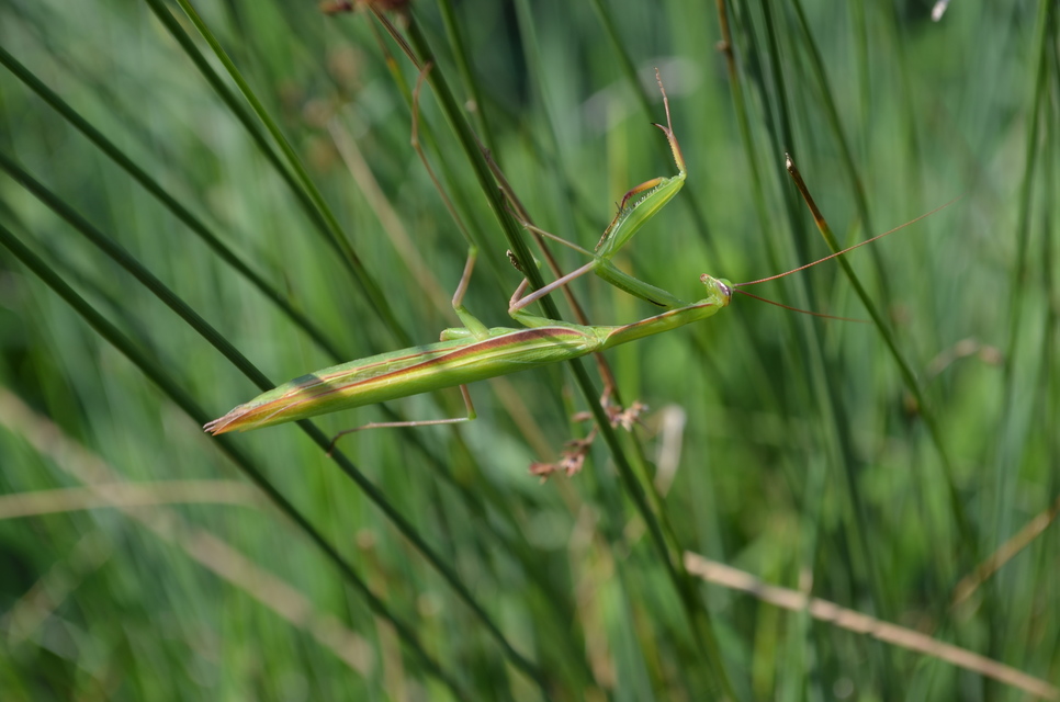 Mantis religiosa - imádkozósáska
