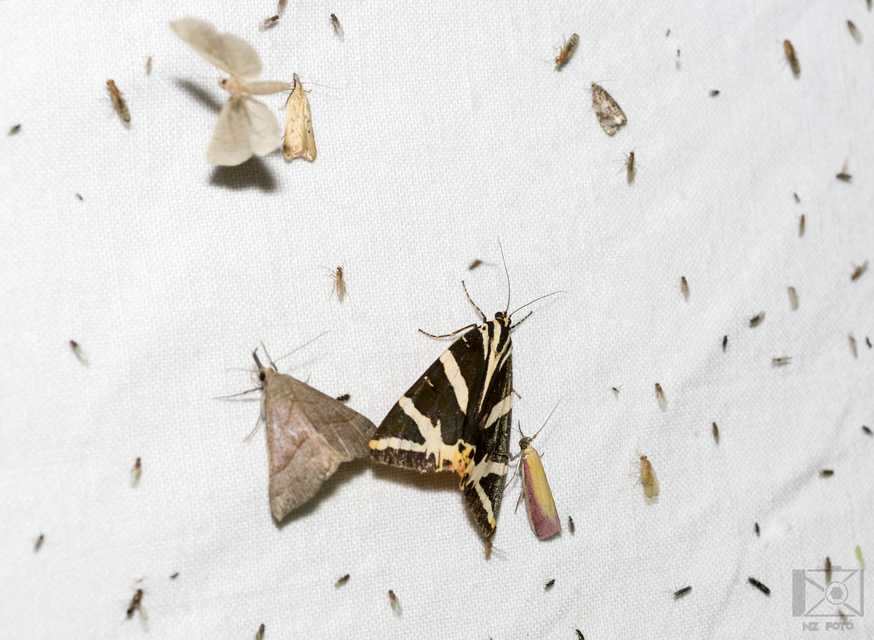 Euplagia quadripunctaria - csíkos medvelepke