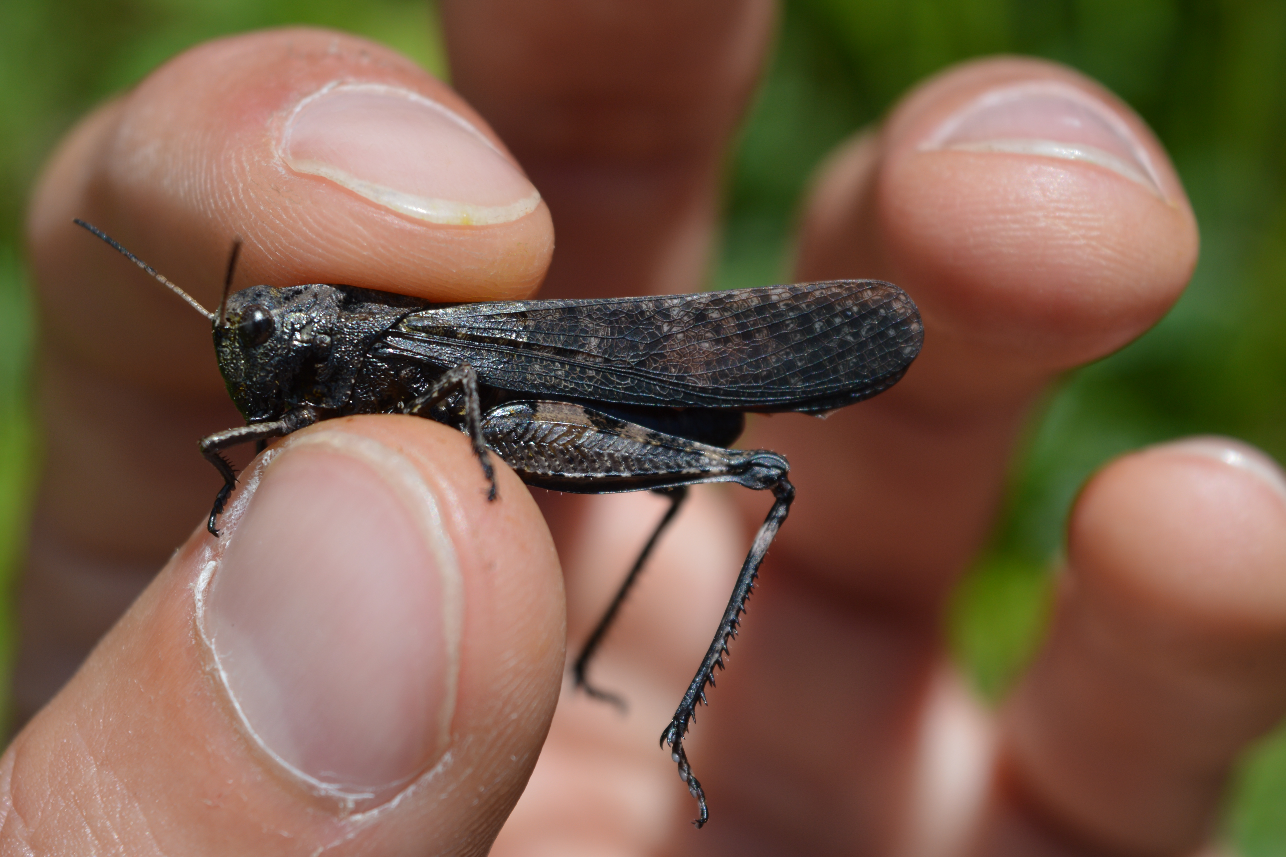 Psophus stridulus - kerepelősáska