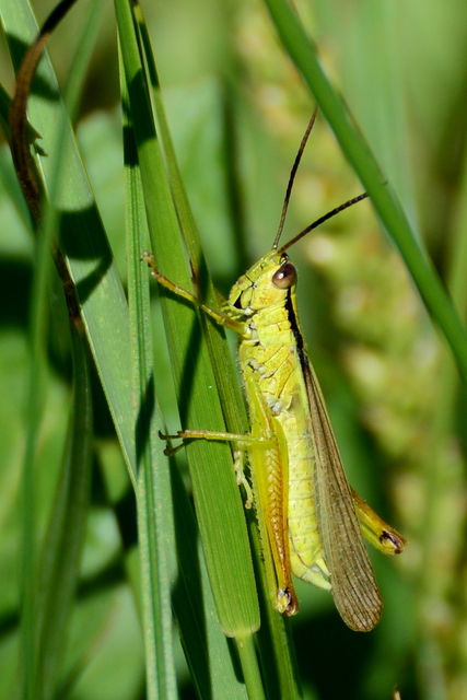 Mecostethus parapleurus - hagymazöld sáska