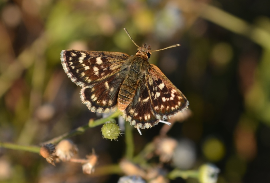 Spialia orbifer - törpe busalepke