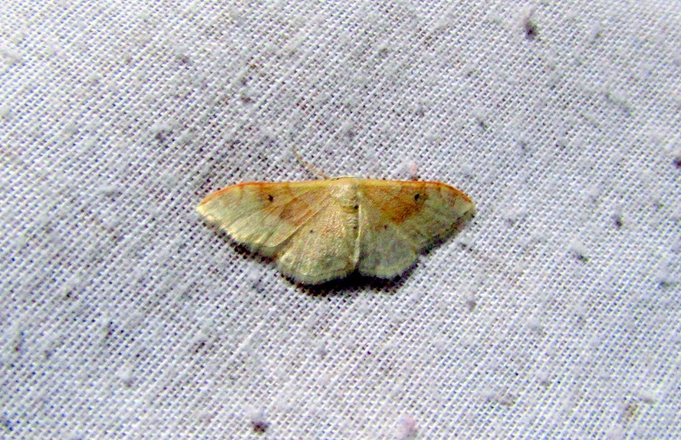 Idaea degeneraria - barnasávos araszoló