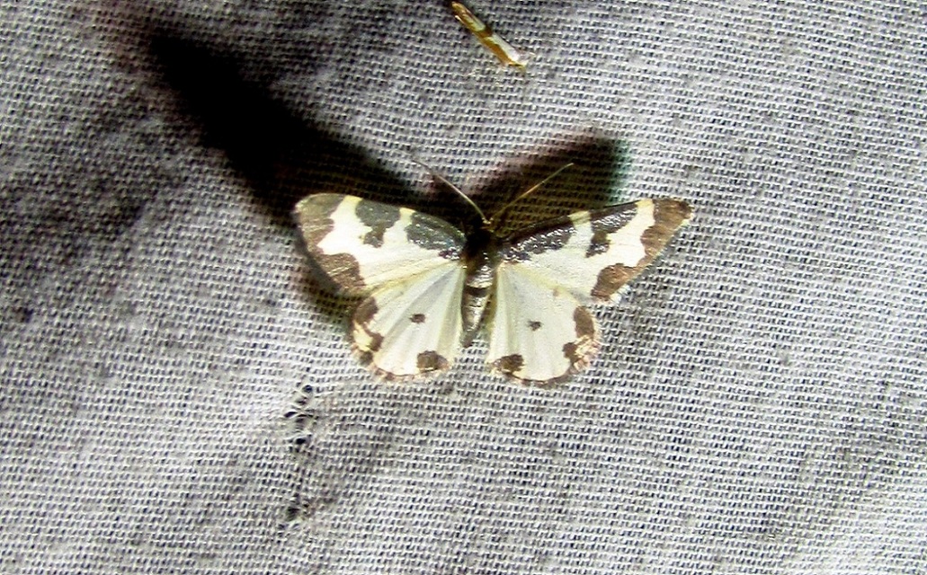 Lomaspilis marginata - szegélyes nyárfaaraszoló