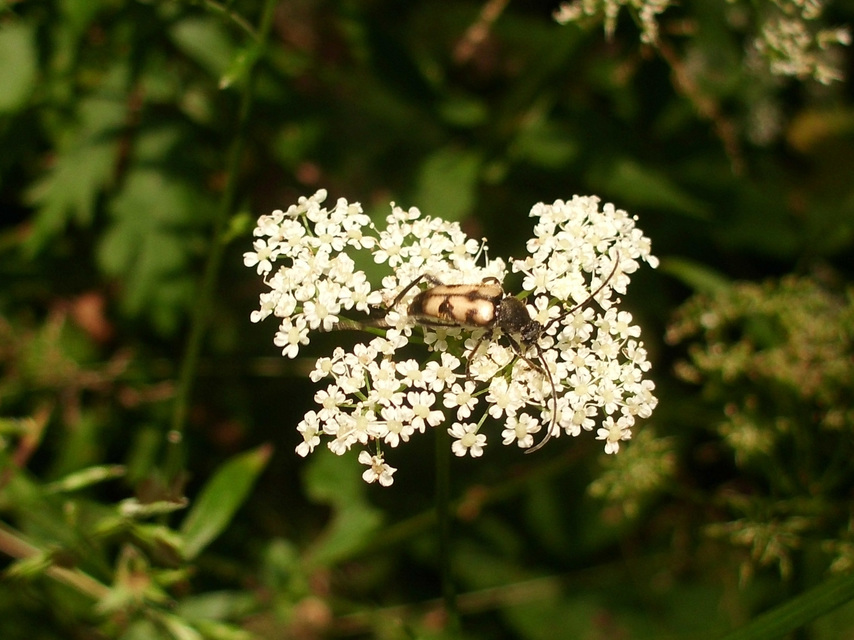 Pachytodes erraticus - rajzos virágcincér