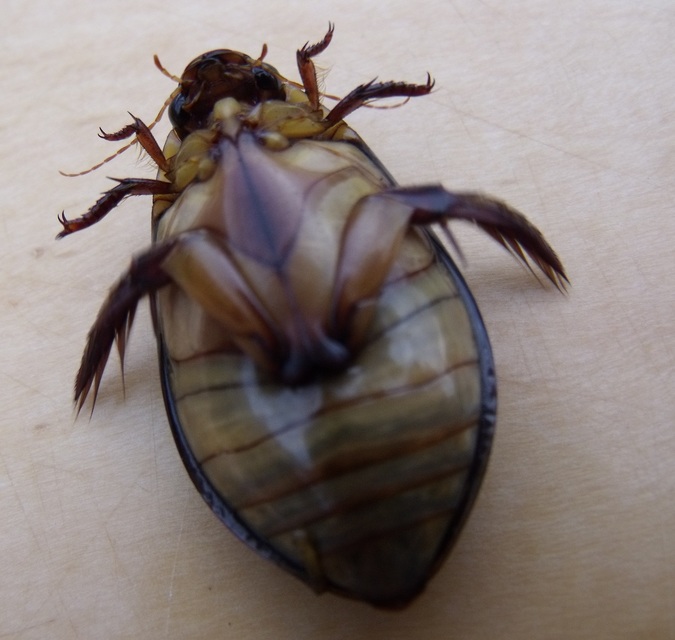 Cybister lateralimarginalis - nagy búvárbogár