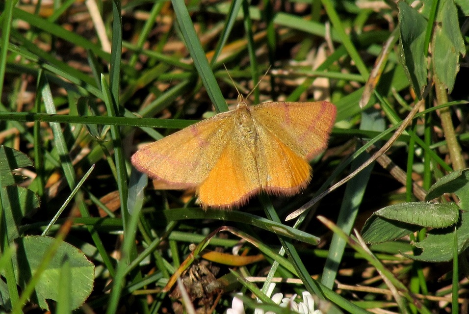 Lythria purpuraria - bíborsávos araszoló