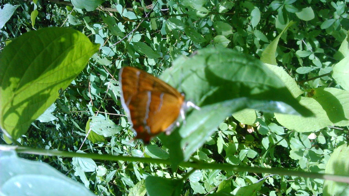 Thecla betulae - nyírfalepke