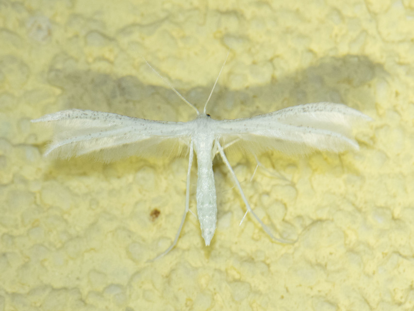 Pterophorus pentadactyla - fehér tollasmoly