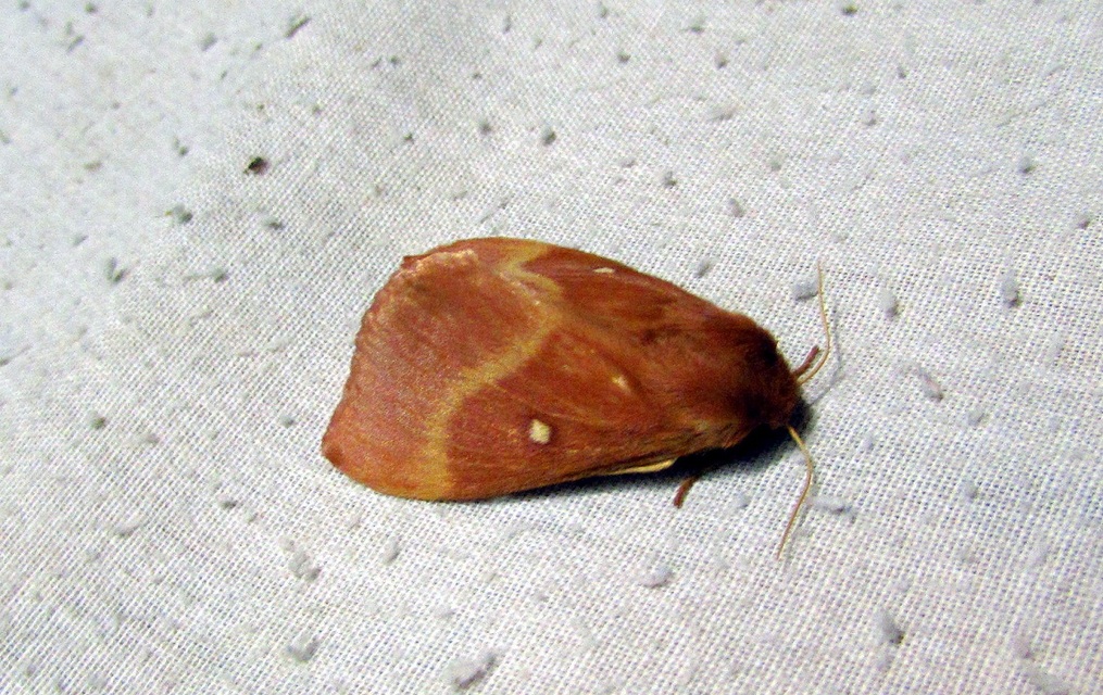 Lasiocampa quercus - tölgyfaszövő