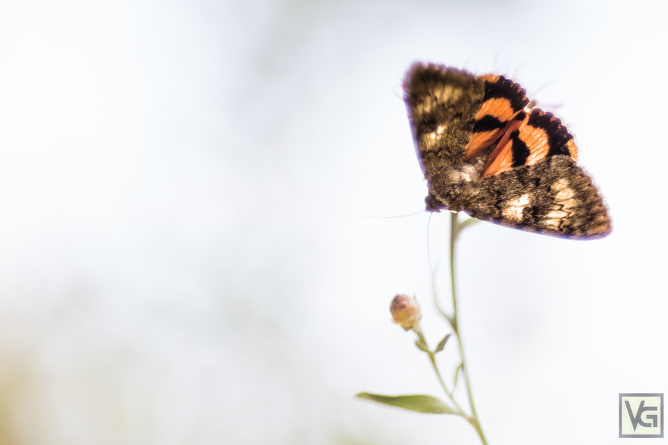 Catocala puerpera - nyárfa-övesbagoly
