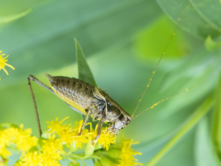 Pholidoptera griseoaptera - szürke avarszöcske