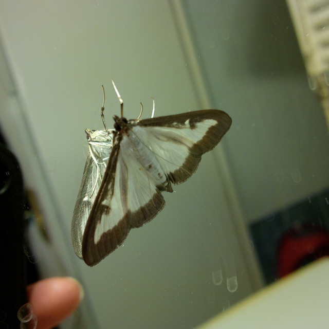 Cydalima perspectalis - puszpáng-tűzmoly