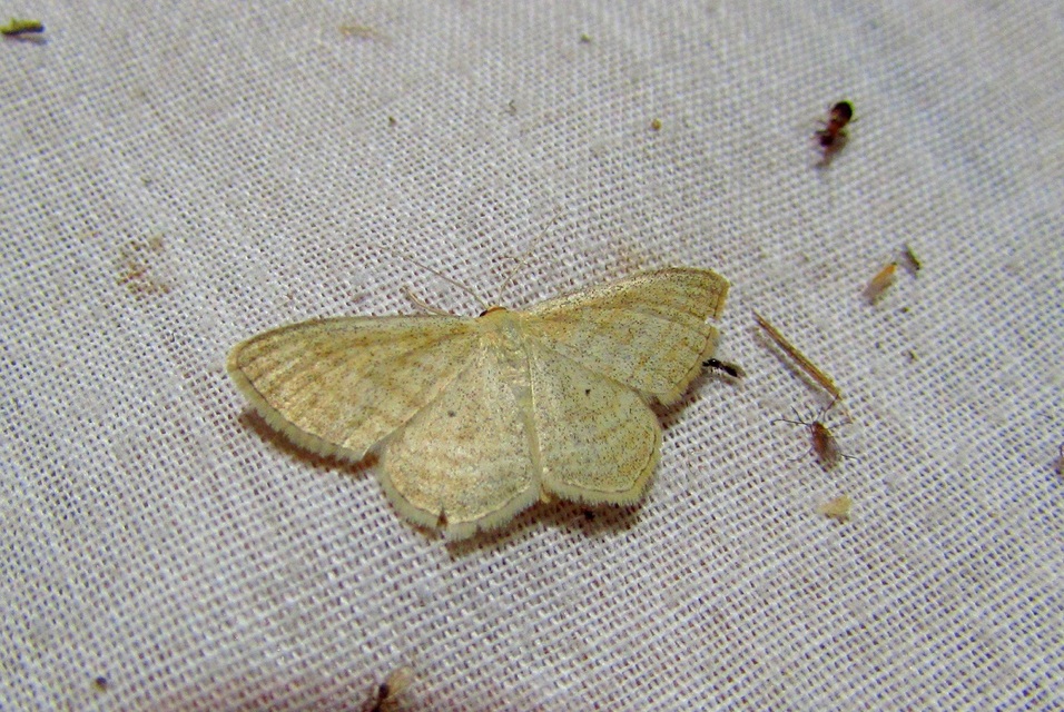 Scopula virgulata - vesszős sávosaraszoló