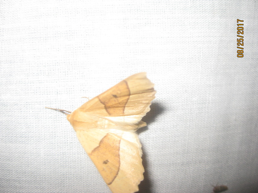 Crocallis elinguaria - sárga sávosaraszoló