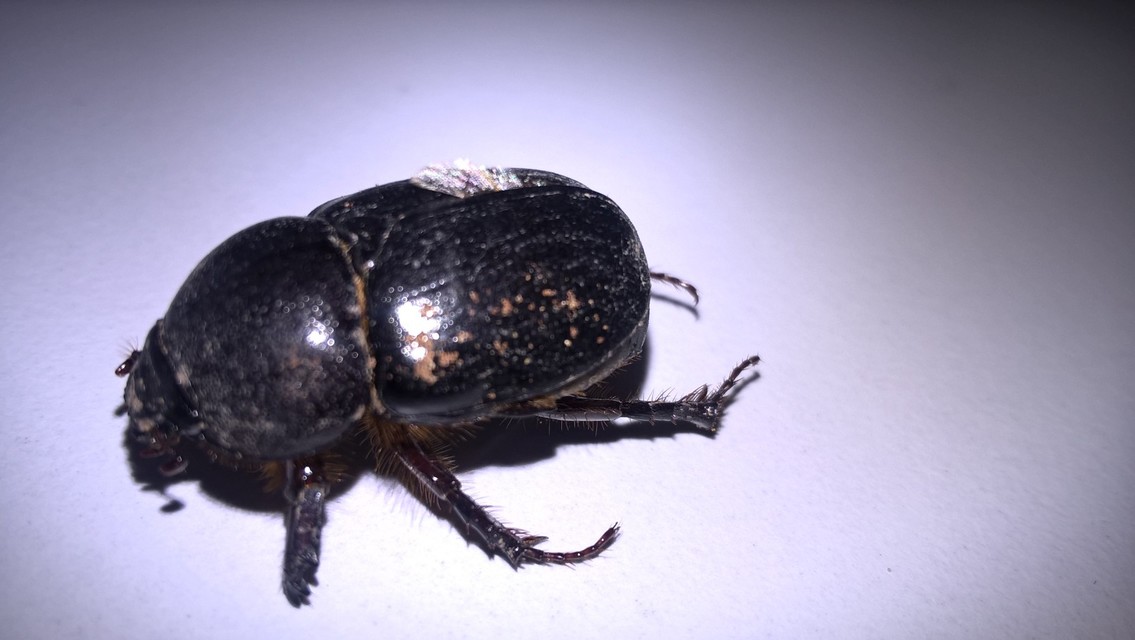 Pentodon algerinus dispar