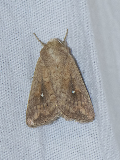 Mythimna albipuncta - fehérpettyes rétibagoly