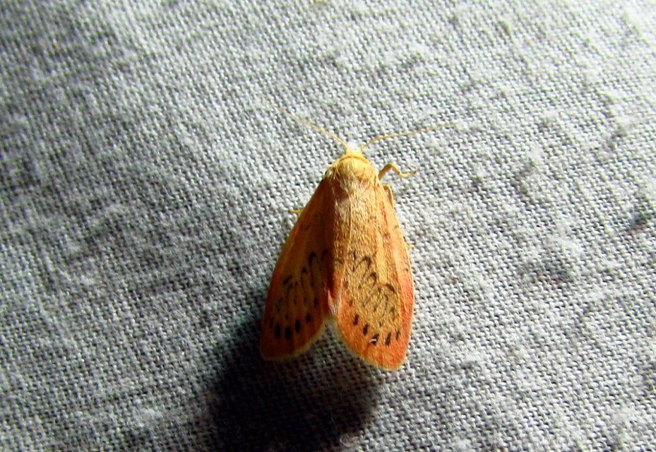 Miltochrista miniata - piros medvelepke