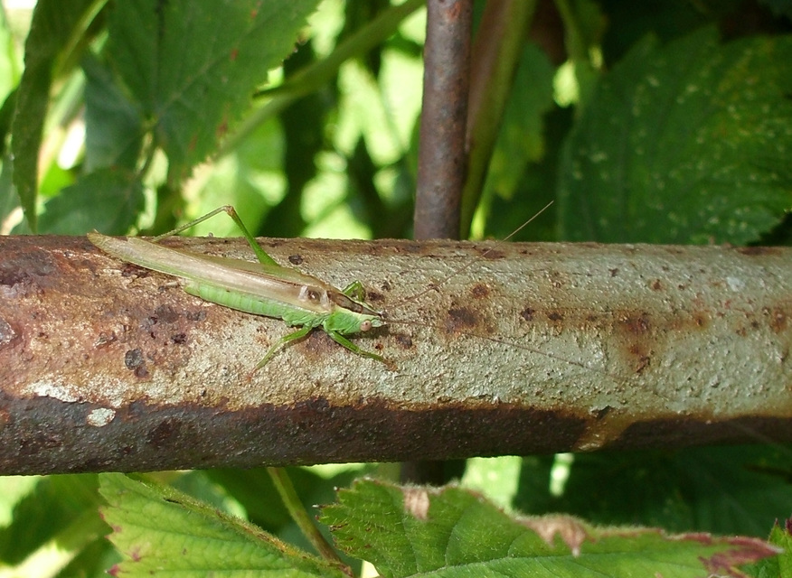 Conocephalus fuscus - kis kúpfejűszöcske