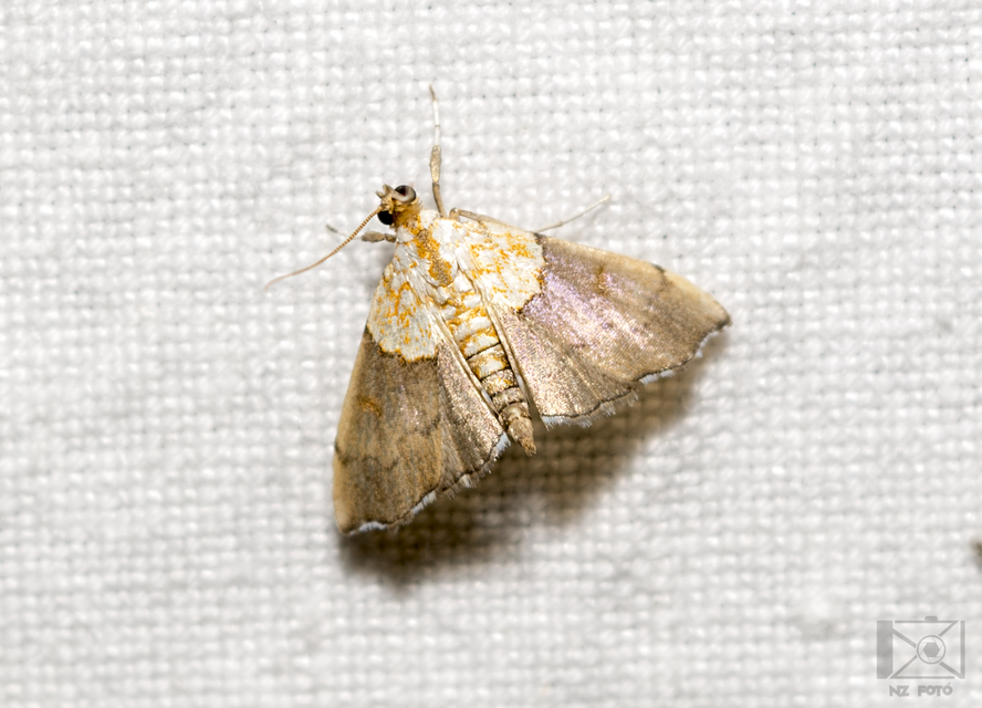 Agrotera nemoralis - ligeti tűzmoly