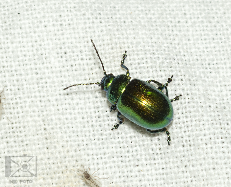 Chrysolina herbacea - zöld mentalevelész